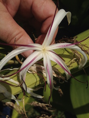 Spider Lillie