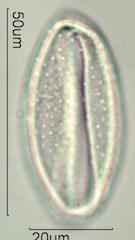 Spider Lillie Pollen