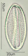 Spider Lillie Pollen