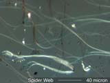 Spider Silk