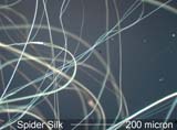 Spider Silk
