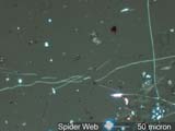 Spider Silk