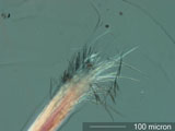 Human Hair