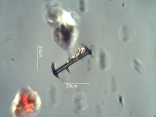 Freshwater Sponge Spicule