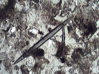 Freshwater Sponge Spicule