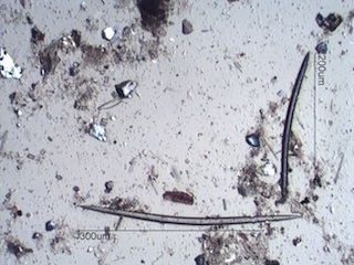 Freshwater Sponge Spicule