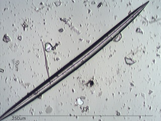 Freshwater Sponge Spicule