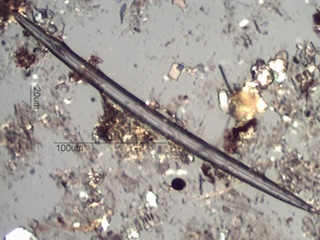 Freshwater Sponge Spicule