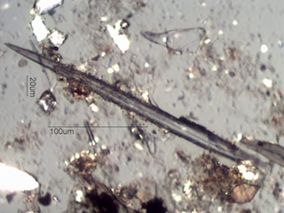 Freshwater Sponge Spicule