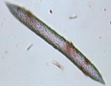 Ephydatia muelleri Spicule