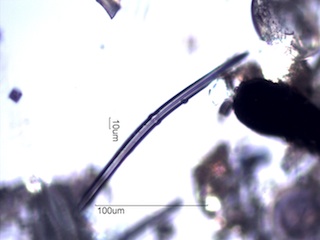 Spongilla lacustris Spicule