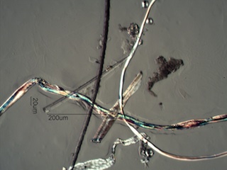 Freshwater Sponge Spicule