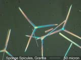 Sponge Spicules