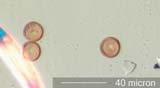 Fungal Spores