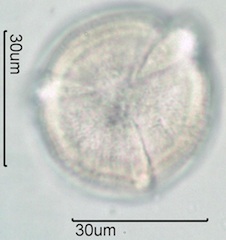 Spring Beauty Pollen