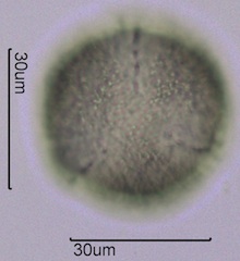 Spring Beauty Pollen