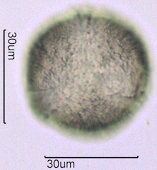 Spring Beauty Pollen