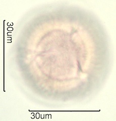 Spring Beauty Pollen