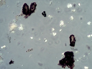 Spruce Needle Ash