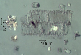 Spruce Needle Ash