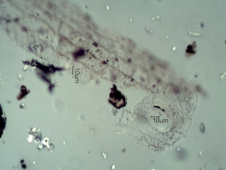 Spruce Needle Ash