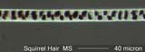 Squirrel Hair