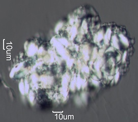 Agglomerated Starch Grains from Food Under the Microscope