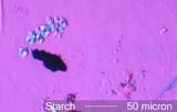 Corn Starch Under the Microscope