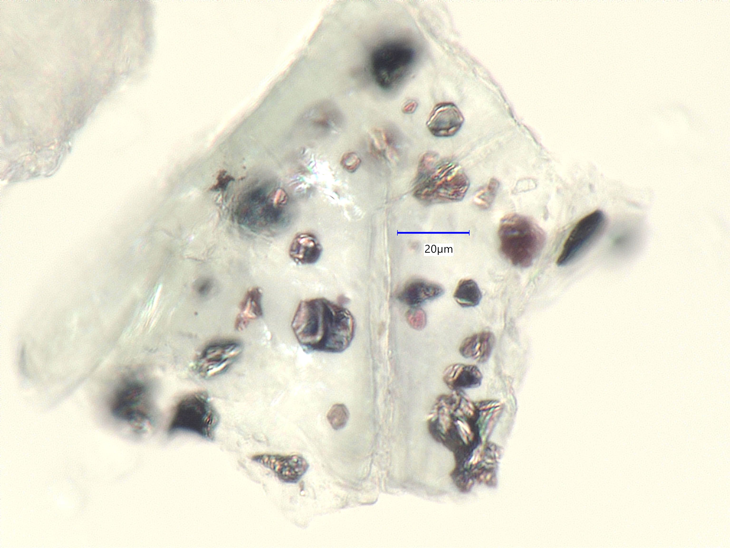 Steatite with Inclusions