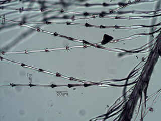 Stellar Jay Down Feather Barbule