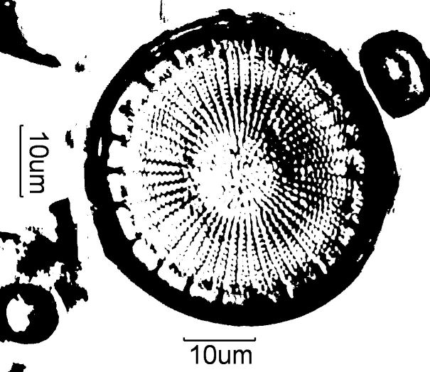 Stephaodiscus niagrae