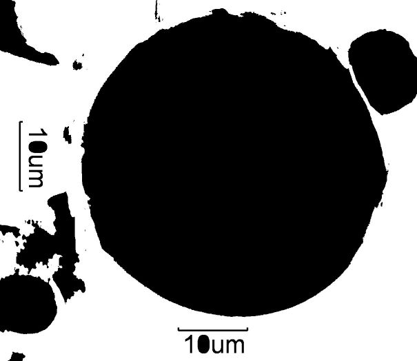 Stephaodiscus niagrae