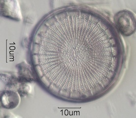 Diatoms