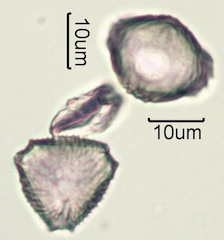 Wild Strawberry (Fragaria vesca) Pollen