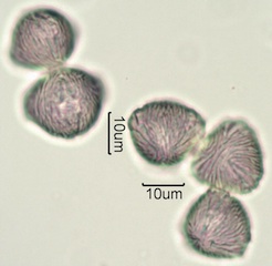 Wild Strawberry (Fragaria vesca) Pollen