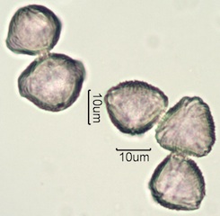 Wild Strawberry (Fragaria vesca) Pollen