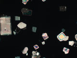 Sucrose Crystals (Granulated Sugar)