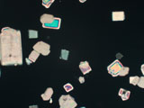 Sucrose Crystals (Granulated Sugar)
