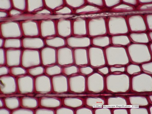 Pinus lambertiana, Cross-Section