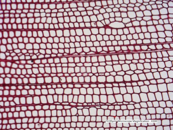 Pinus lambertiana, Cross-Section