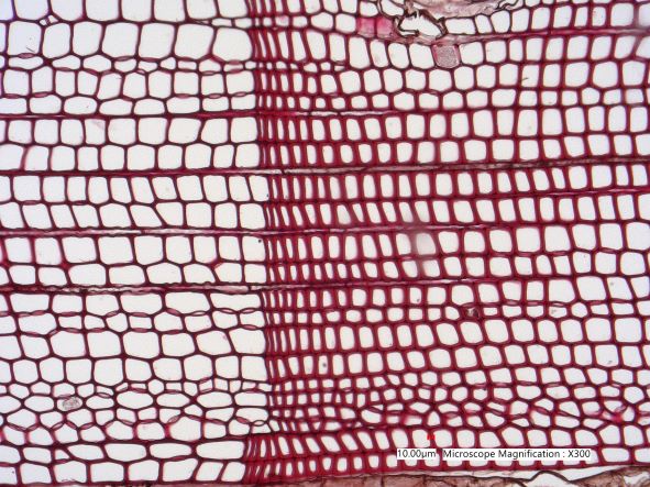 Pinus lambertiana, Cross-Section
