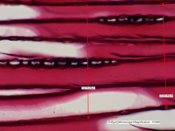 Pinus lambertiana, Tangential Section