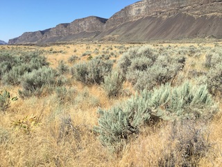 Washington Grassland Steppe