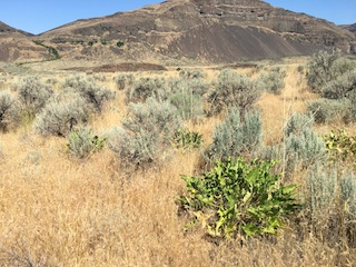 Washington Grassland Steppe