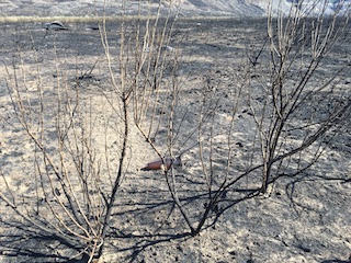Sutherland Canyon Fire