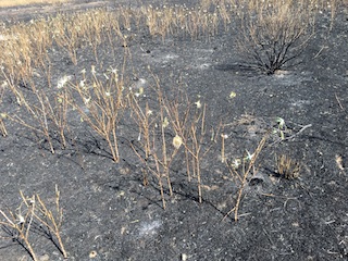 Sutherland Canyon Fire