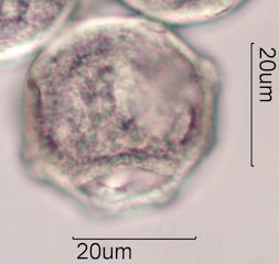 Sweetgum Pollen
