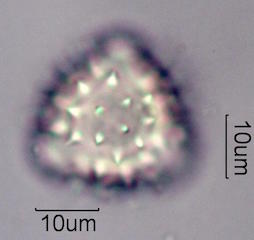 Sweetbush Pollen