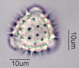 Sweetbush Pollen