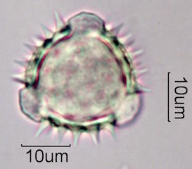 Sweetbush Pollen